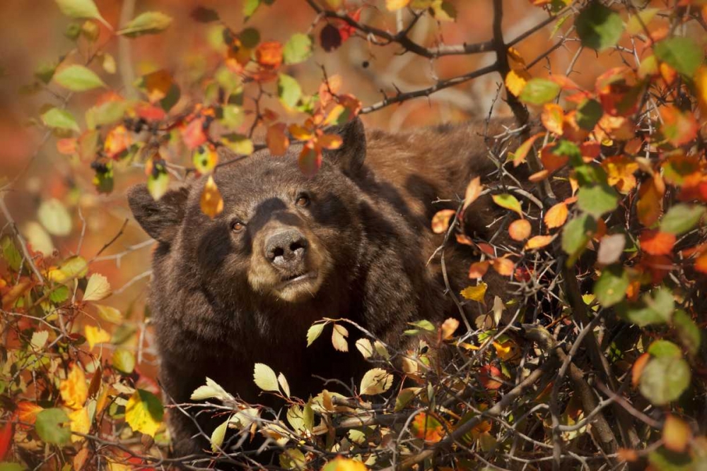 WY, Grand Tetons Black bear foraging for berries